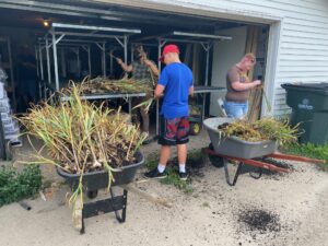 garlic-harvest