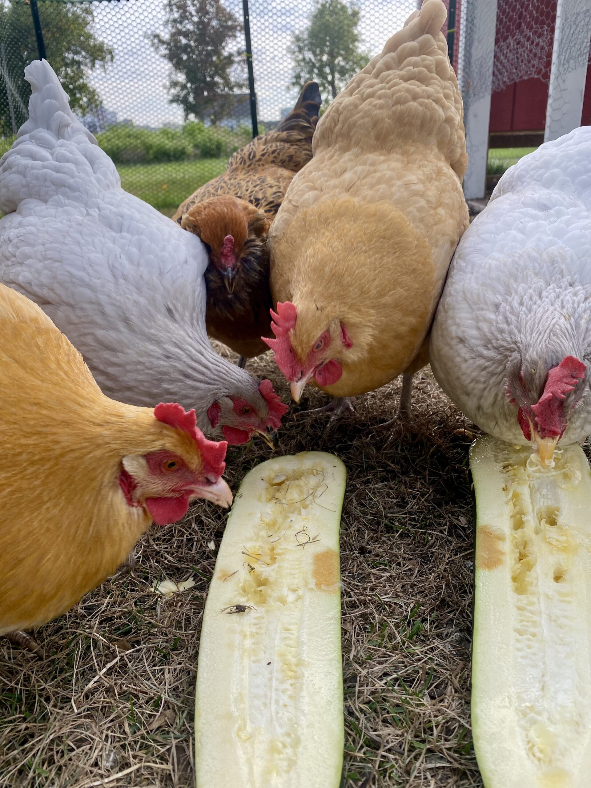 Chickens eating